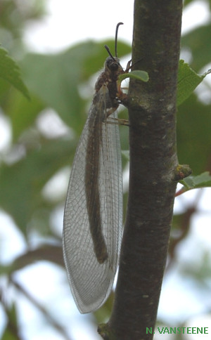 Myrmeleon formicarius